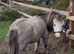 Silver Dun Shetland