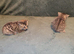 Adorable bengal cross kittens looking for their homes