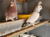 Pigeon for sale