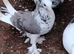 3 pigeons looking for a new home