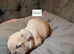 Beautiful French Bulldogs puppies