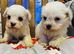 Stunning Toy Poodle stud