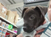 9 month old pattwrdale terrier