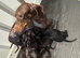 Miniature dapple dachshunds