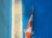 Kohaku koi 34cm