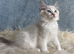 Beautiful Tica Register Kittens Ragdoll