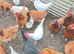 Chicken for sale in Essex