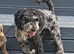 Adult Minitaure Poodle Merle Combo