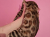 Rare Torbie Bengal Kittens