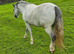 Registered Welsh sec A filly Born 2022