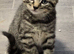 Beautiful stunning Kittens ready now!!!