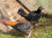 Pair of game bantams