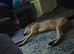 Lurcher X