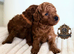 5-star licensed ESPONJOSO Exclusive Half Asian Toy Poodles DWKC registered