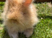 Angora buns
