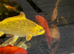 Koi carp for sale