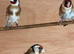 3pairs of goldfinch