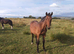 Yearling sports type colt