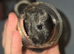 Baby gerbils