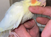 Baby Cockateils for sale