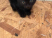 Farm kittens