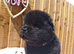 Chow chows