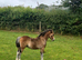 Welsh section A colt yearling