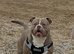 2 year old male pocket bully