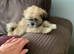 Adorable Lhasa Apso Boy puppies for sale