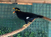 Myna bird