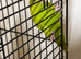 Baby Lineolated Parakeets