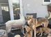 White Swiss shepherd / timber wolf dog