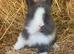 Baby Blue and white Lionhead Doe
