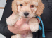 Gorgeous F1 Toy Cockapoo Puppies