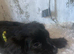 Cocker spaniel