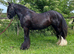 Super fun and hairy 13.1hh cob