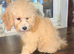 Poochon Beautiful litter Ready now