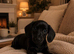 Pure black mini dachshund boy