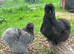 Blue, black, splash silkie chicks for sale from day old to 4 weeks old