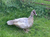 Female Lavender Muscovy Duck 2025 hatched