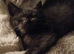 1 male bsh x bengal available ,mum is full lilac bsh