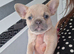 French bulldog pups