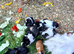 Beautiful baby guineapigs