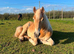 Cracking 15hh gelding