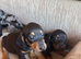 Beautiful Baby dachshunds