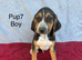 Beautiful beagle puppies for sale