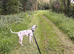 Dalmation dog