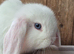 Blue eyed white mini lop.doe ready now
