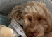 Female cockapoo