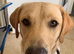 Golden Labrador RetrieverPuppy boy
